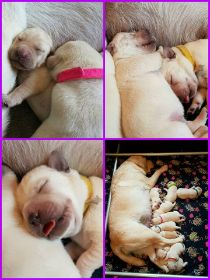 pups 7dagen.jpg